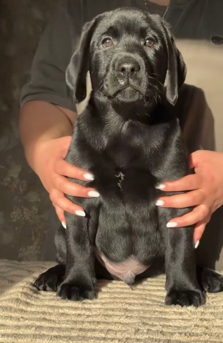 Предлагаются щенки лабрадора