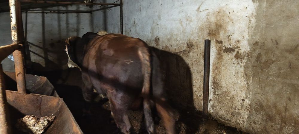 Продаю бычков сементал, белоголовые