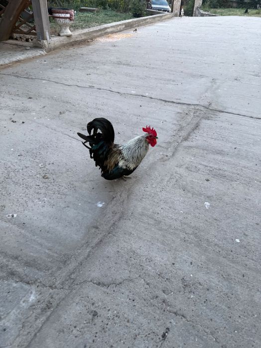Cocoși pitici de vânzare -Focșani/ Cotesti