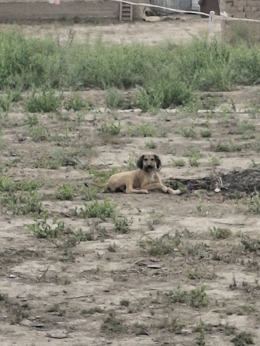 Тазы күшік сатылады