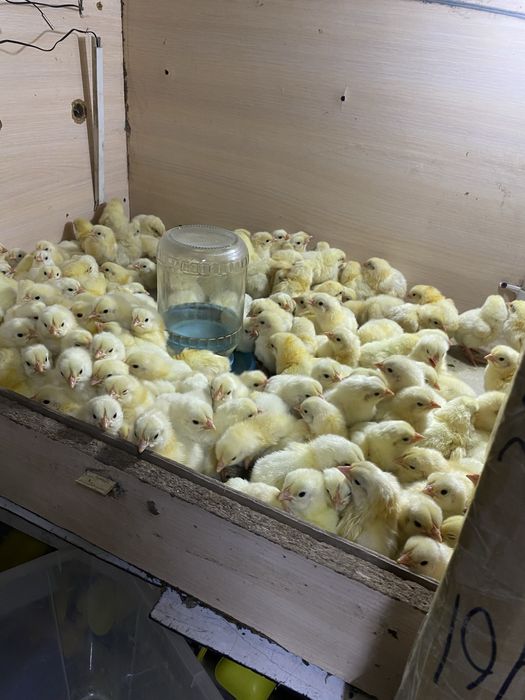 Продам 3х суточных Цыплят бройлера