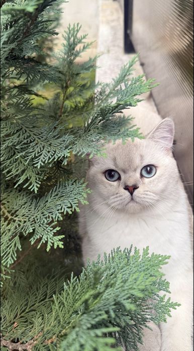 British Shorthair