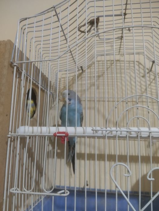 Papugay sotiladi 1 para