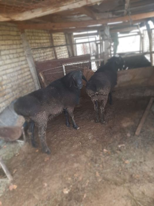 Сурхандарье казоки кучкорлар