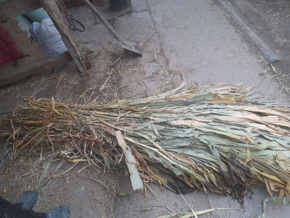 hashey   Sotiladi  300.ta  bor