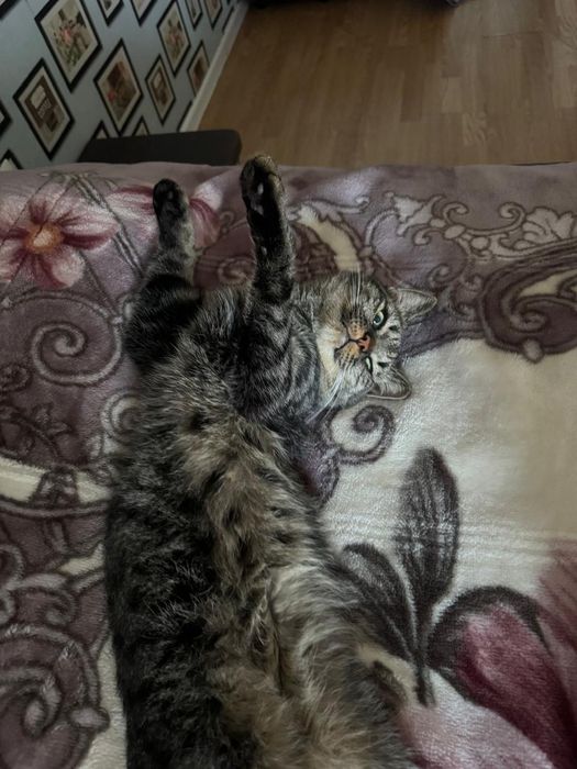Отдам в хорошие руки