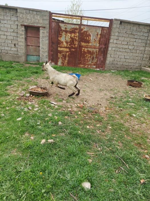 Такача сотилади Альпийский