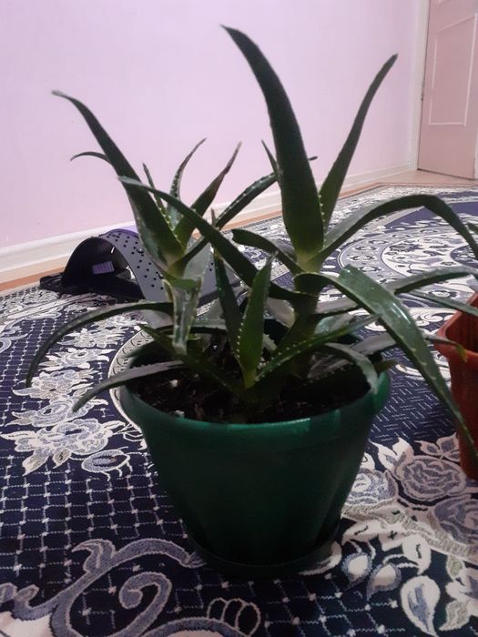 Алоэ                             .