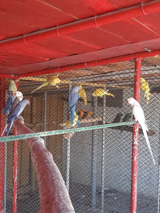 Papagali Micul Alexandar