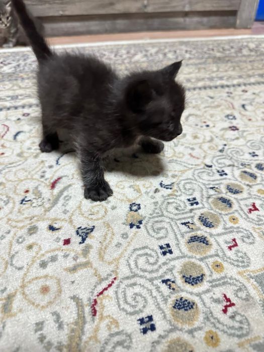 Отдам котенков в хорошие руки бесплатно!