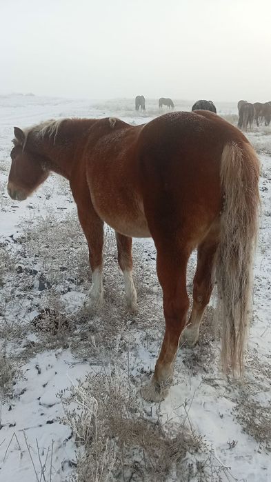 Жеребец.          .