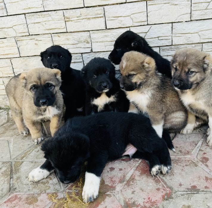 Щенки Алабая кушыктер Алабай