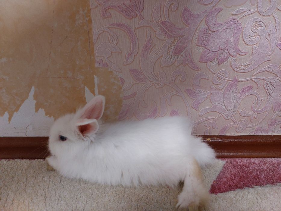 Кролик с клеткой срочно