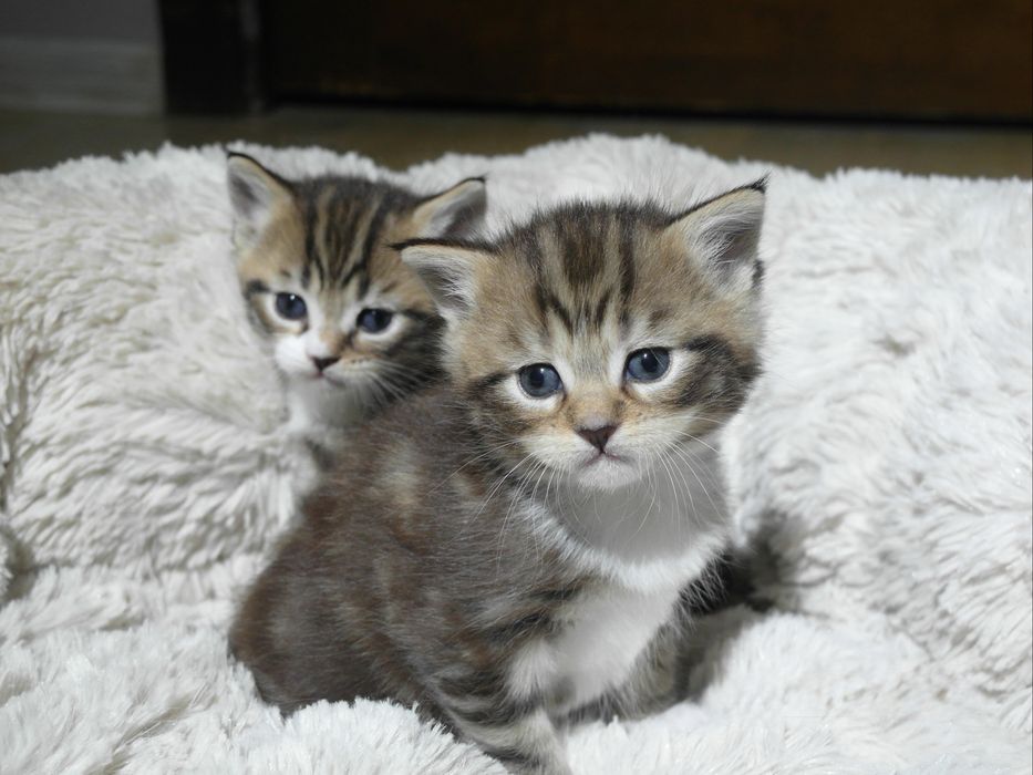 Котята породистые(БРОНЬ НА МАРТ)