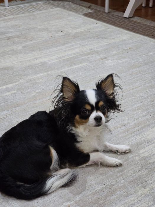 Чихуахуа ВЯЗКА (ищу кабеля)