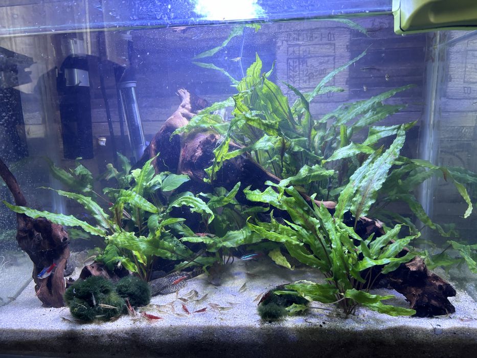 Напълно обурудван аквариум