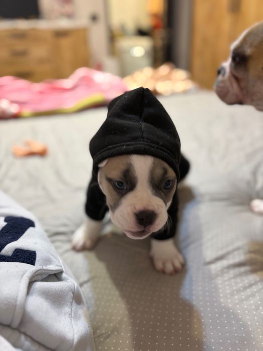 American bully американско були момче