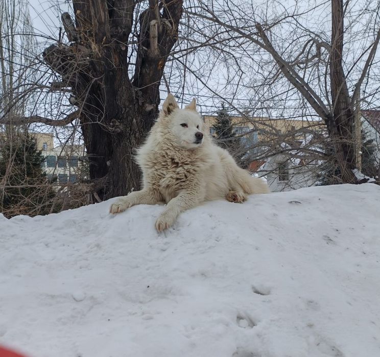 Пропала собака в Заречном