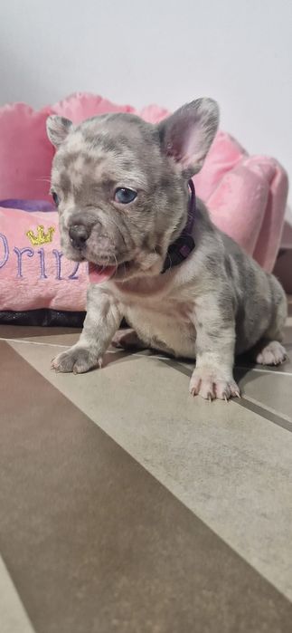Bulldog Francez Lilac Merle