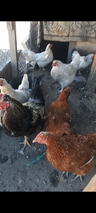 Продам петух и курей тауық сатам