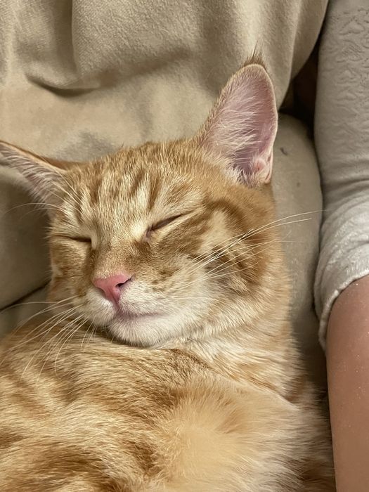 Рыжий котик ласковый
