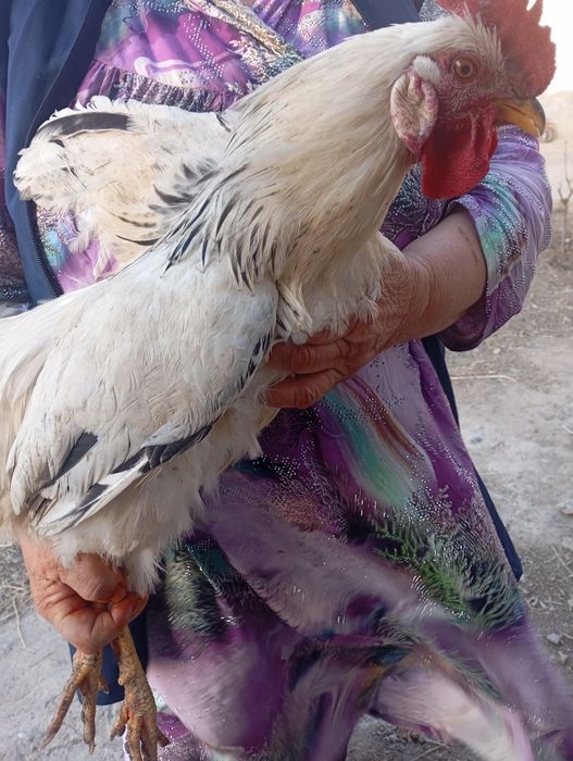 Adler xo'rozlar bor 150000