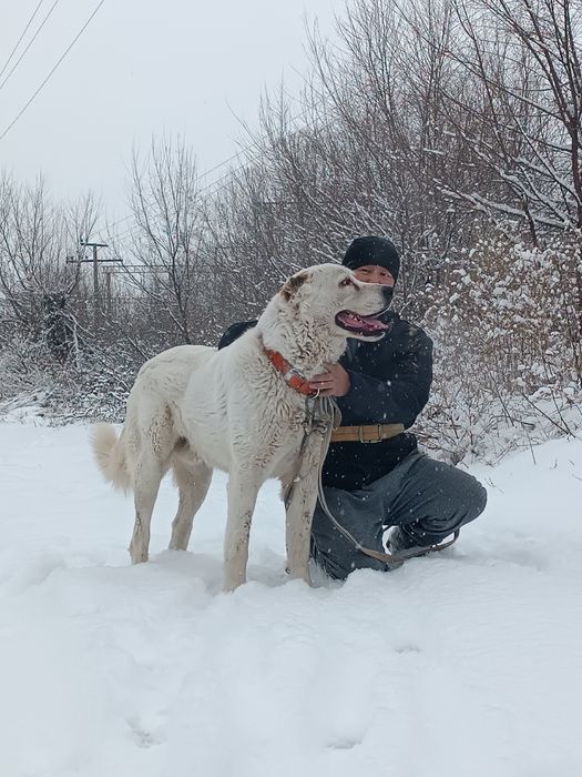 Ит сатылады  холка 85