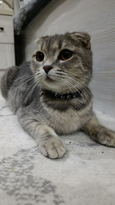 Скоттиш фолд Мушуги сотилади 1.5 ёш, (Blue Silver) Scottish Fold