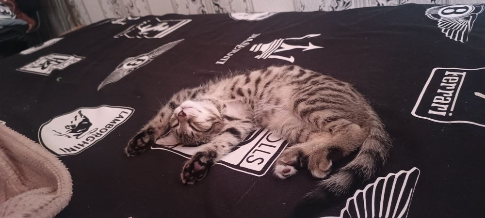Отдам котёнка срочно
