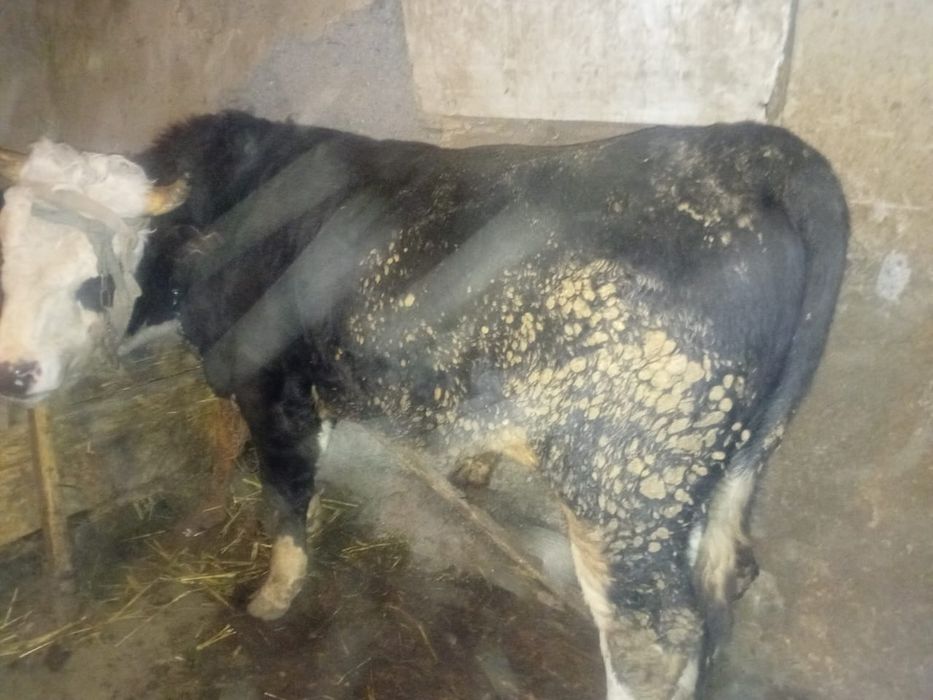 Продаются быки 2 годовалые