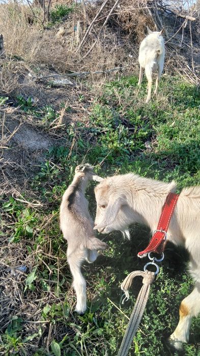 Алпа занен эчки сотилади
