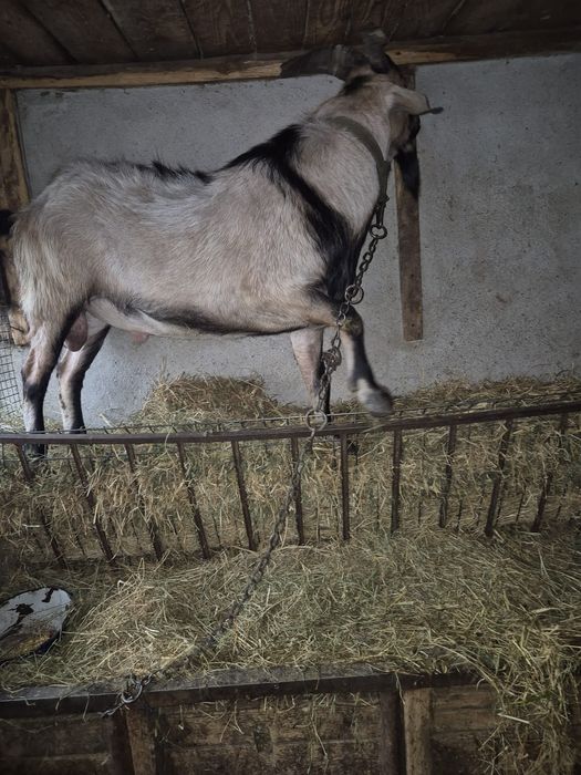 Metis nubian cu alpina,2 ani,pentru  reproducere