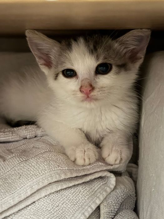Puiuți de pisică pentru adopție