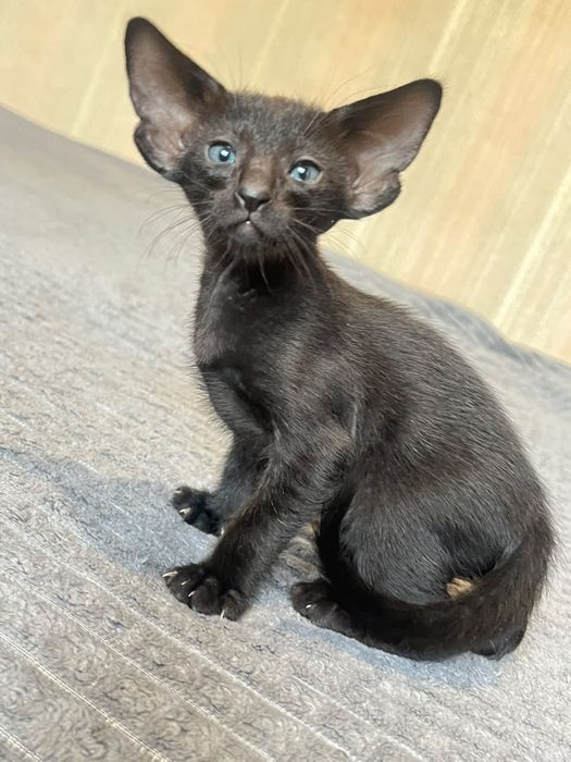 Ориентальные котята
