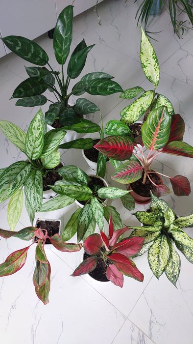 Комнатные растения.