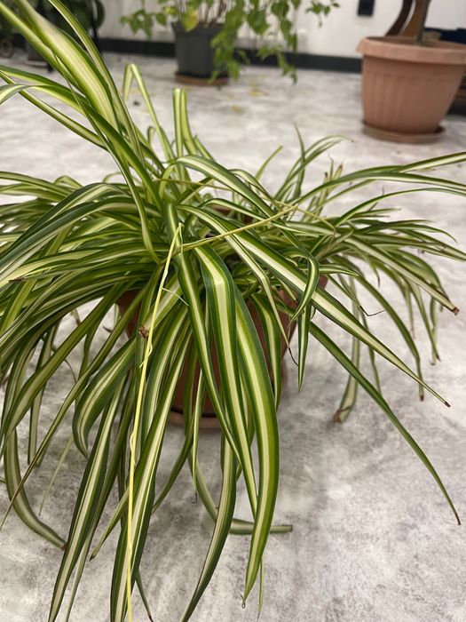 Комнатное растение хлорофитум