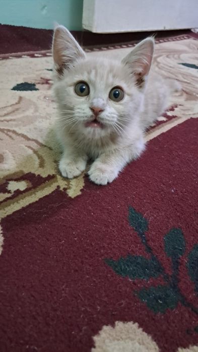 Oylik ayol muwuk uyda piwgan ovqatni yeydi