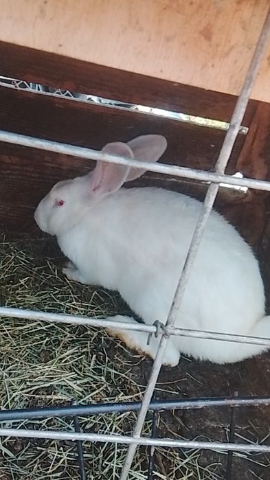 Vând iepuri o pereche de alb pannon de 5 luni și un iepuroi de hicole francez