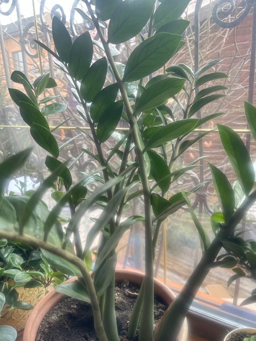 Живые цветы для офиса