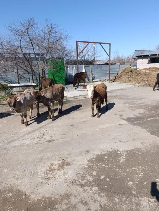 Продаются бычки .