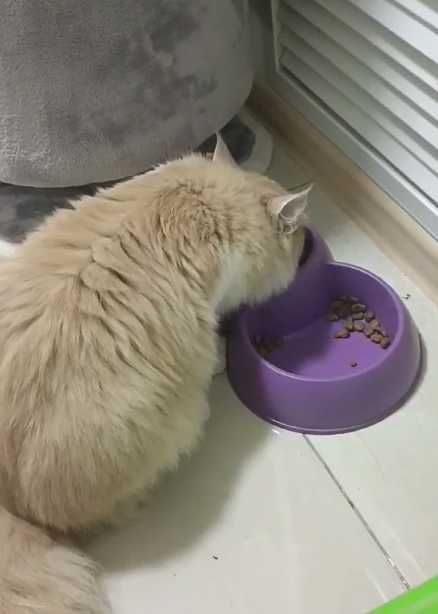 Верните кота / Мысықты қайтар / Пропал кот