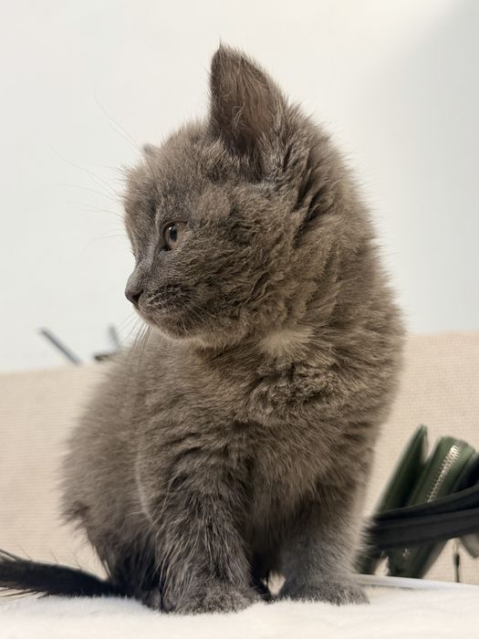 Продам котенка Британец мальчик
