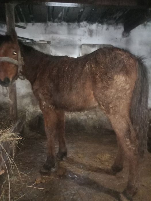 Ұрғашы жабағы сатылады