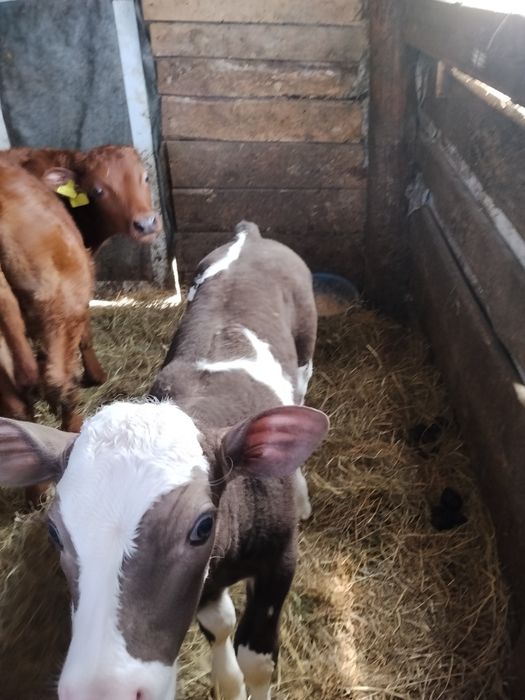 Продам тёлочку от семинталькой коровы