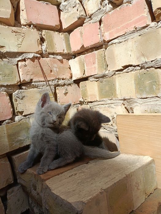 Продаю котят 2 черный 1 серый