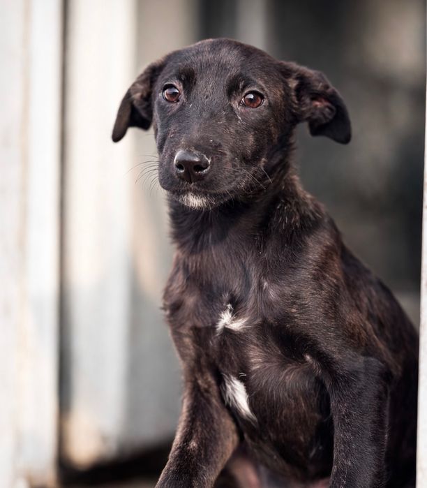 Щенки в хорошие руки