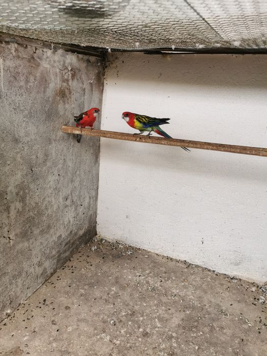 Vând   perechi rosella
