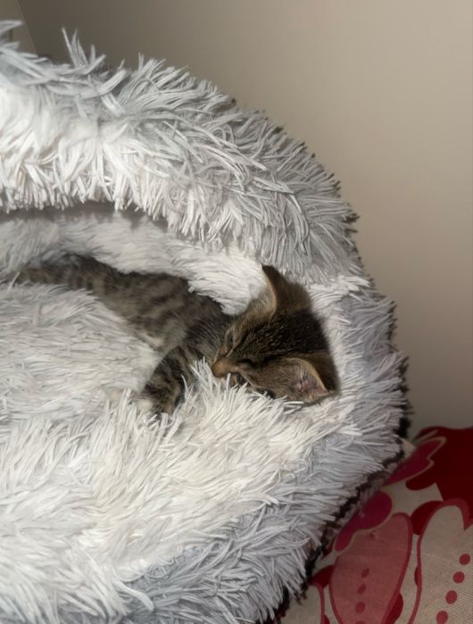 Котёнок 2 месячный …..