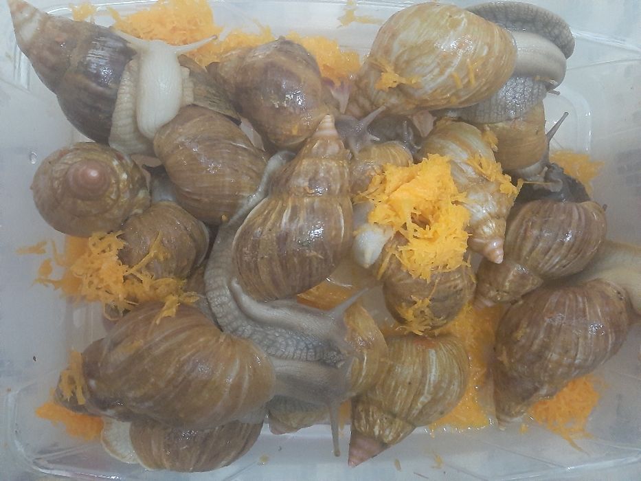 Ulitka sotiladi  6 sm 7 sm