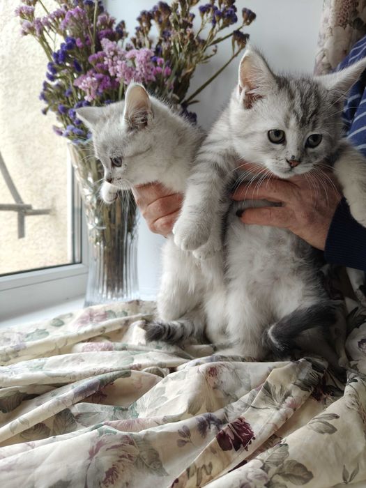 Котята мейкун с британцем